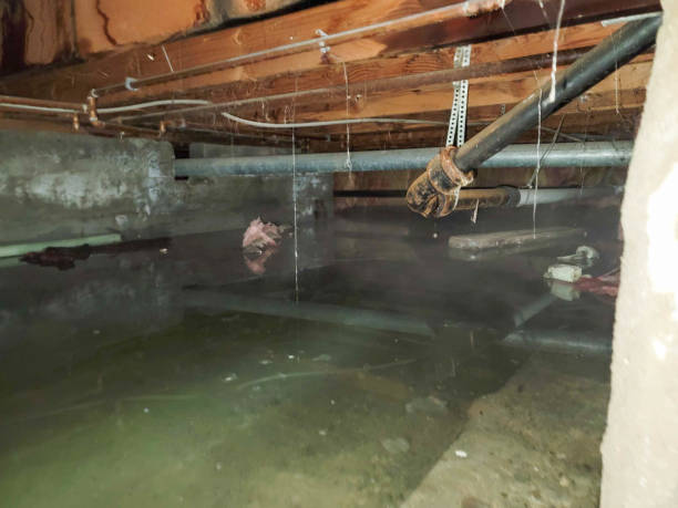 Best Sewage cleanup and water damage restoration  in Woodville, FL