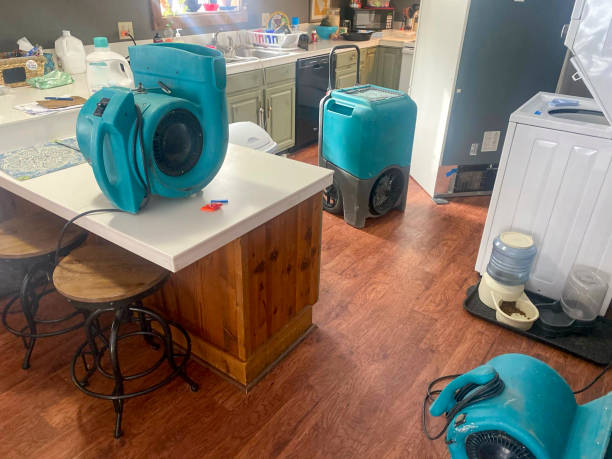 Best Mold removal after water damage  in Woodville, FL