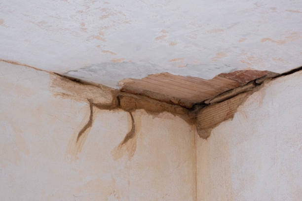 Best Flood damage cleanup  in Woodville, FL